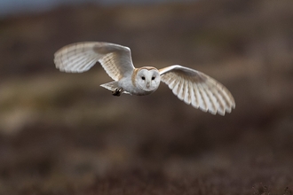 Barn owl flying over peak district