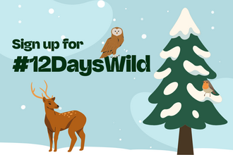 An illustration promoting "#12DaysWild" with a light blue background and falling snow. Text reads: "Sign up for #12DaysWild". The image includes an owl perched above the "Wild" text, a deer standing on the left side, a green Christmas tree on the right side with a snow-covered branch, and a small bird perched on the tree branch.