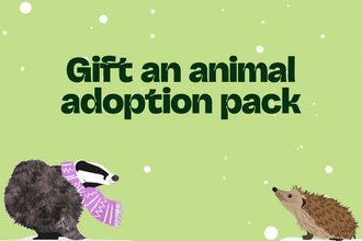 Green graphic with white snow-like specks featuring the text "Gift an animal adoption pack" in dark green. To the left is a cartoon badger wearing a purple zigzag patterned scarf, and to the right a cartoon hedgehog.