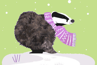 Illustration of a badger wearing a purple scarf, walking in the snow with footprints in a light green background with falling snowflakes.