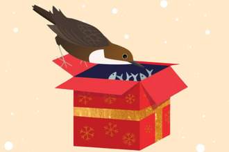 Illustration of a dipper looking into a red gift box filled with fish, in a snowy cream background. The bird is brown with a white bib, and the gift box has gold ribbon and snowflake decorations.