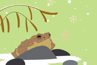Illustration of a brown toad with a long, coiled pink tongue extended towards the right, perched atop a dark grey rock formation covered in white snow, with a light green background dotted with white snowflakes and two brown plant stems.