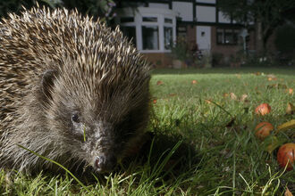 A close up of a hedgehog foraging on a lawn at night