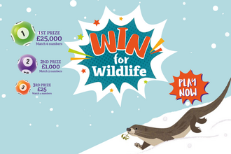 Promotional graphic for "Win for Wildlife" lottery. Features three lottery balls displaying numbers "1", "2", and "3" and associated prizes. The top prize is "£25,000" for matching 6 numbers.  Second prize is "£1,000" for matching 5 numbers.  Third prize is "£25" for matching 4 numbers. In the center is a comic-style speech bubble with the words "WIN for Wildlife". At the bottom right is an otter, and to the side a "PLAY NOW" button.