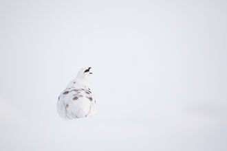 White ptarmigan with brown spots, sitting on a snowbank, opening its beak as if calling out, against a bright white background.