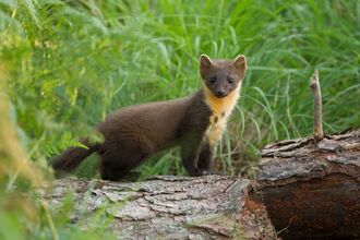 Pine Marten standing on a fallen tree in woodland