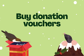Green background with white snowflake-like dots and the text "Buy donation vouchers" in dark green; a brown and white bird emerging from a red gift box with gold trim and snow flake illustrations, and a cartoon mole emerging from a decorative cake decorated with holly and cream.