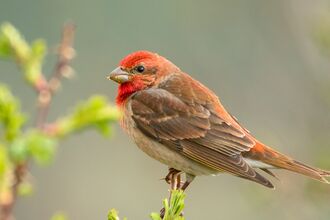 A Rosefinch with a bright red head and throat perched on a small branch covered in green leaves, with a blurred soft green background.