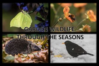 A collage depicting garden wildlife through the seasons, with a Brimstone butterfly on blue flowers, a bee on an orange flower, a hedgehog amongst autumn leaves, and a blackbird in the snow.