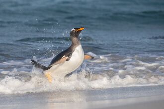 Gentoo penguin emerges from ocean waves onto a sandy beach, mid-stride with its orange beak raised and water splashing around its yellow feet.