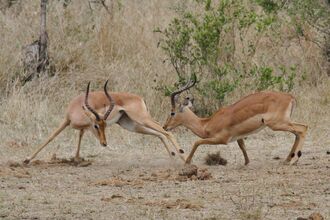 Two male impala locked in combat, kicking up dirt, with curved horns, in a dry, grassy African landscape with sparse vegetation.