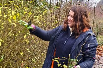 A woman wearing a dark blue coat and pink gloves pruning a shrub with yellow leaves using pruning shears in a woodland setting, holding a bundle of cut branches.