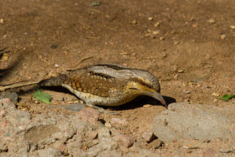 A wryneck bird, with mottled brown and cream plumage, hunched low on the ground, its long, thin beak touching the sand and small rocks. The bird's belly is white, and it is positioned amongst sandy soil and a few small leaves.