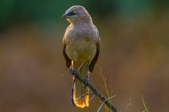 A brown bird with a yellow eye perches on a thorny branch, set against a blurred background of green and brown hues.