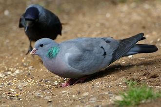 A wood pigeon with iridescent green neck feathers, pink breast, and red feet, standing on a ground of seeds and soil, with a blurred black jackdaw in the background.