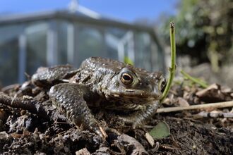 Common toad (Bufo bufo) on the move in a garden flowerbed next to a conservatory, Wiltshire, UK, March. Property released. Photographer: Nick Upton