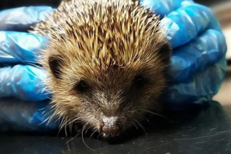 Close-up of a small hedgehog held gently within two hands wearing blue medical gloves, positioned on a dark, reflective surface. The hedgehog has brown and beige quills, small dark eyes, and a visible nose.