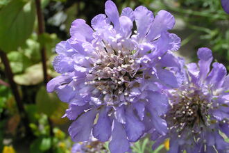 Close-up of a Scabiosa flower, with pale lavender petals surrounding a dense central cluster of brown and white. Another similar flower is partially visible to the right. Green foliage and stems provide a blurred backdrop.