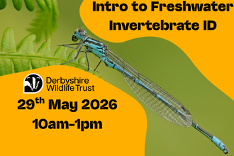 Intro to Freshwater Invertebrate ID Poster