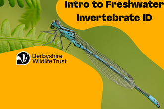 Intro to Freshwater Invertebrate ID 