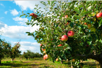 Image of an apple tree in an orchard