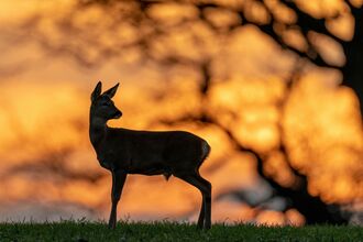 Silhouette of a deer standing on a grassy hill with a vibrant orange and yellow sunset sky and the blurred outline of a large tree in the background.