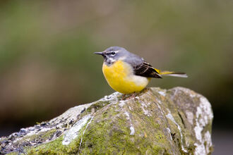 A grey wagtail bird perched on a rock.