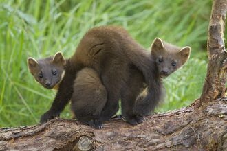 Two pine martens with dark brown fur and pointed ears are perched on a mossy log, facing forward with curious expressions against a blurred green background of foliage.