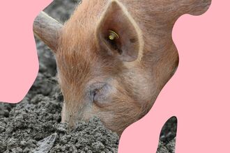 pig
