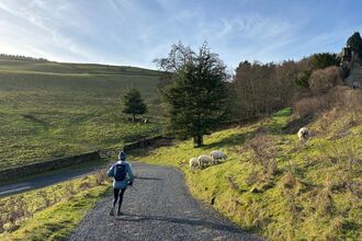 Image of a runner in the wild peak, with sheep in the field