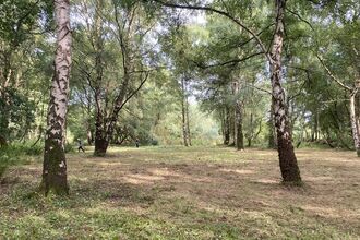 Image of a forest
