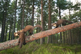 Three pine martens with creamy yellow throat patches navigate a fallen tree trunk in a pine forest.