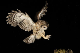 Guy Bedham Owl Photograph