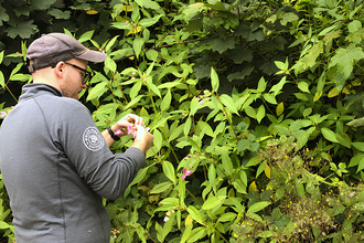 A person in a grey long-sleeved shirt and baseball cap examines small pink flowers on Balsam plant, whilst foraging for seeds.