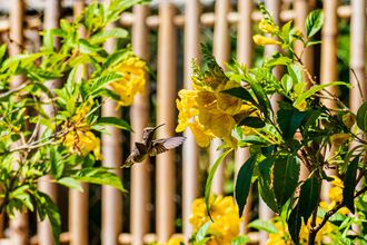 A hummingbird hovers in front of bright yellow flowers and green foliage, with a blurred bamboo fence in the background.