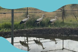 storks at willington in a  row