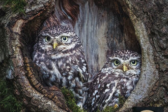 Michelle Jackson photography - two owls in a tree