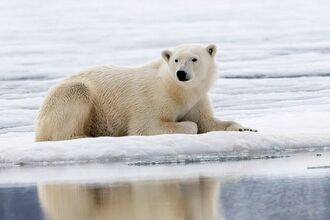 A polar bear rests on a melting ice floe with its reflection visible in the calm blue water below.
