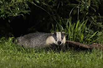 A badger with distinctive black and white facial markings lies low in green grass near a dark, leafy bush and a fallen log.