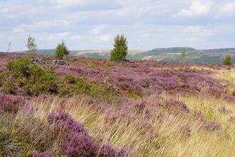 A vast expanse of purple heather blooms across a rolling hillside, interspersed with dry golden grasses and scattered green bushes. In the background, a low stone wall and a few small trees dot the landscape, leading to distant hills under a partly cloudy sky.