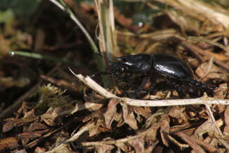 A black, iridescent minotaur beetle with prominent antennae and legs crawls across a bed of dry leaves and sparse green moss.