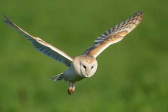 A barn owl with its wings outstretched is captured mid-flight against a blurred green background.