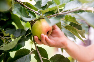 Image of someone picking an apple from a tree