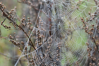 Cobweb around a brown bush