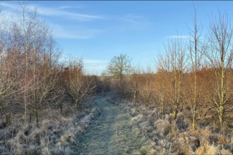 Trees on a frosty winters day