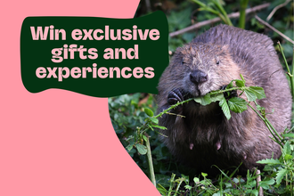 A beaver eats green leaves in a wooded area, with text overlay saying "Win exclusive gifts and experiences".