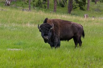 A dark brown bison with curved horns stands in a lush green meadow with pine trees in the background.