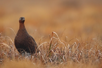 A red grouse hen in Heather by Luke Massey/2020VISION