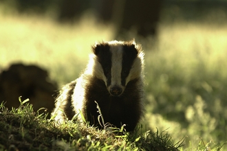 Portrait of an alert adult badger backlit by evening sunlight Derbyshire, UK