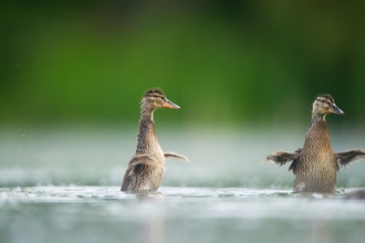 Mallard young stretching wings